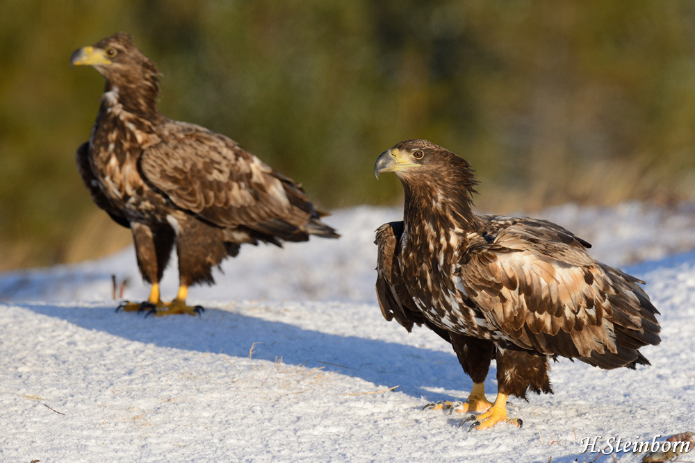 Seeadler 010