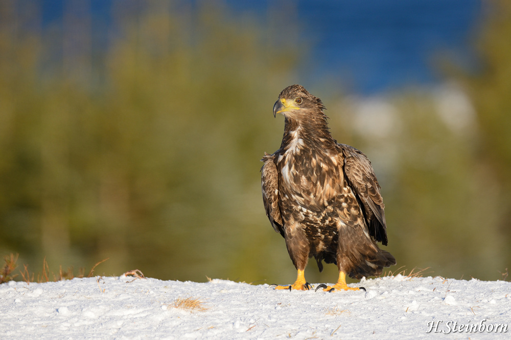 Seeadler 012