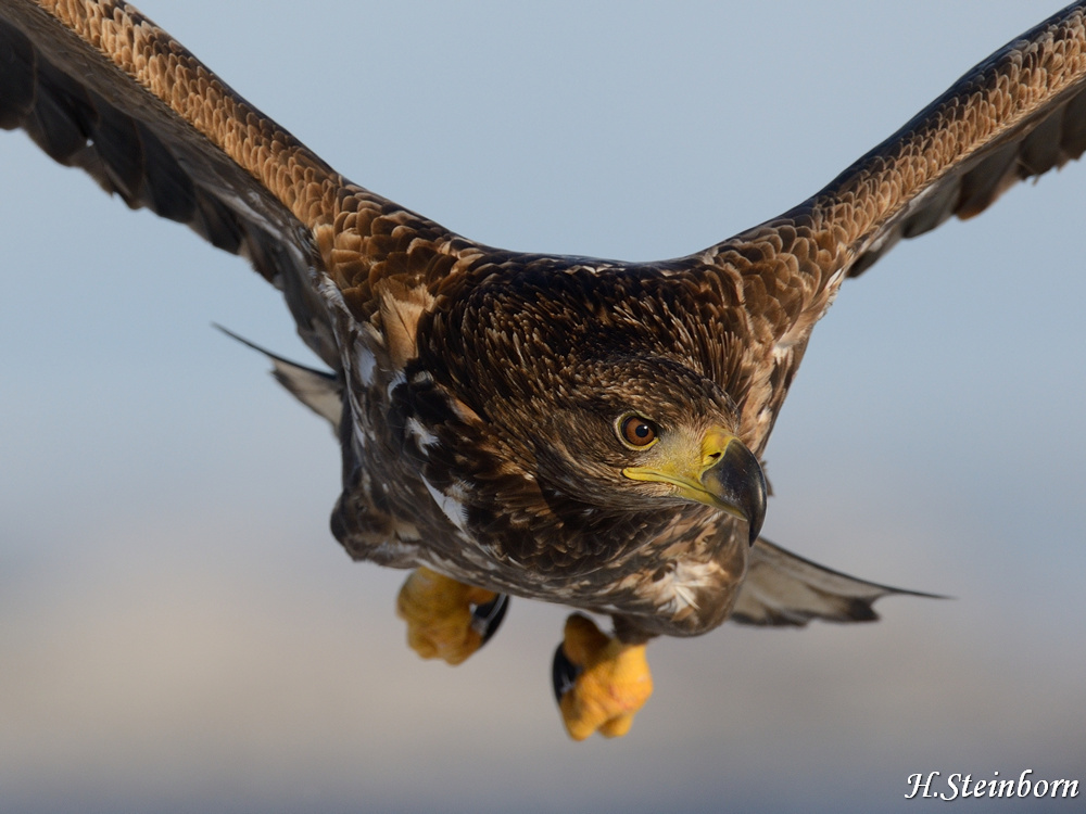 Seeadler 013