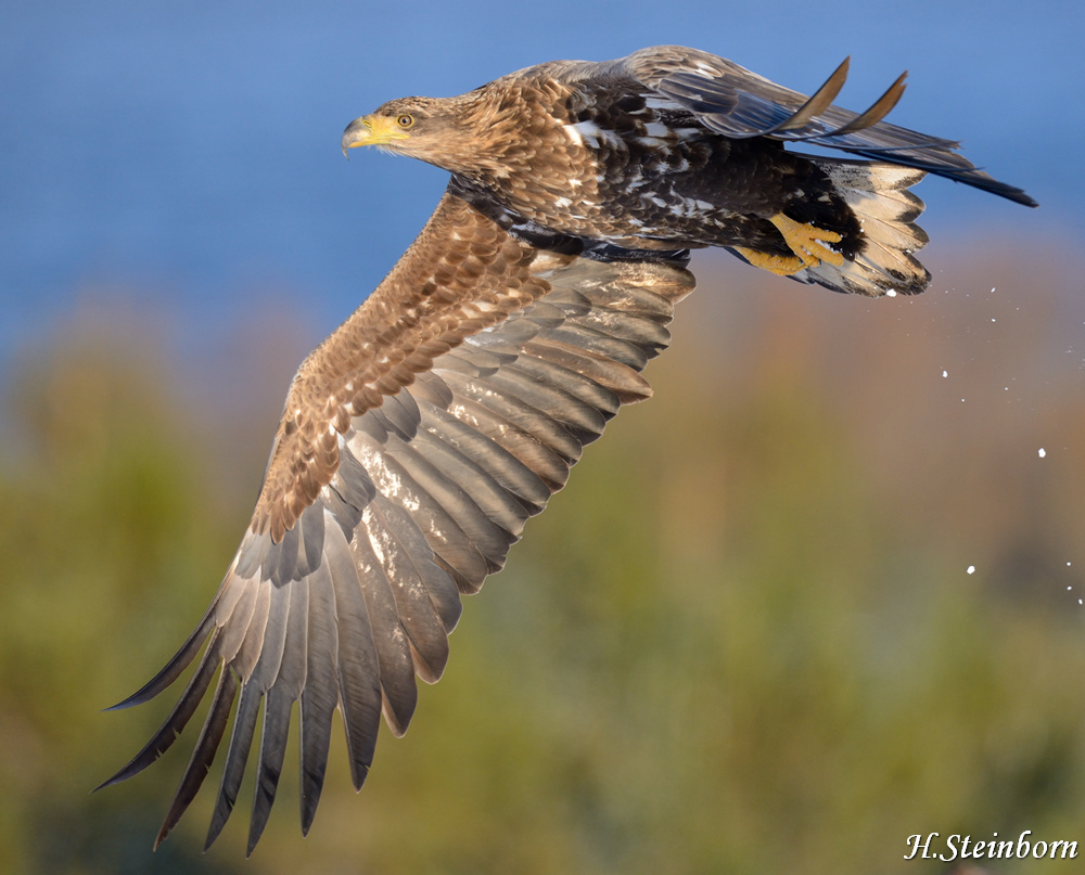 Seeadler 014