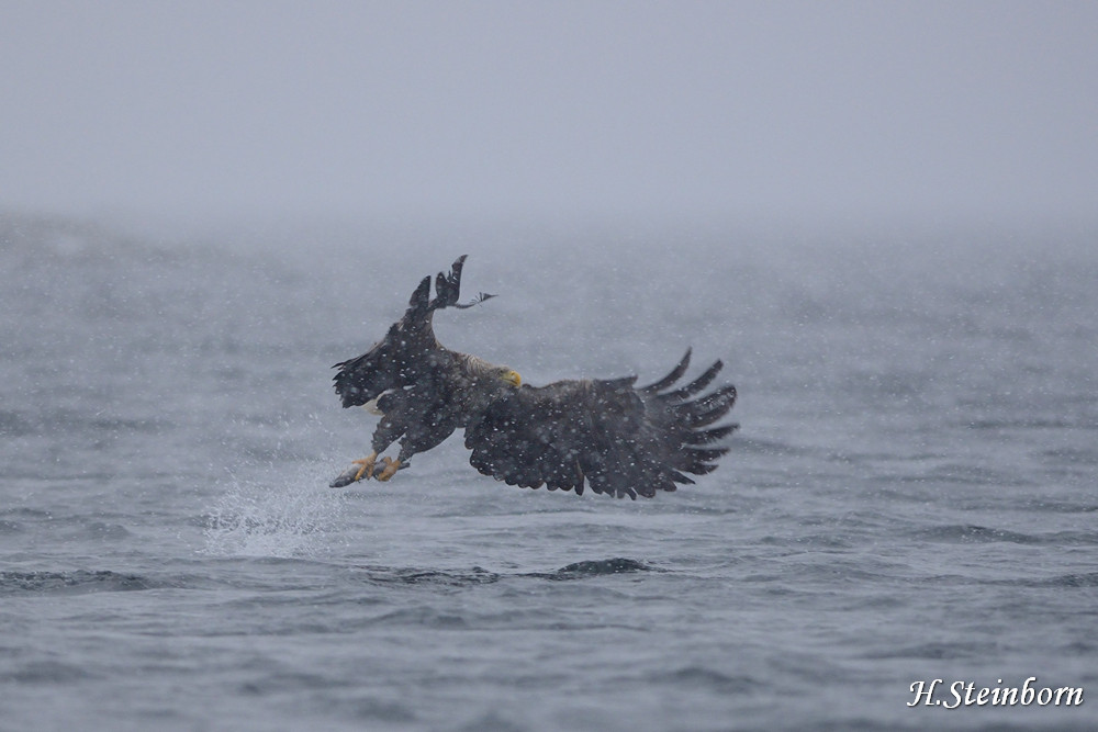 Seeadler 016