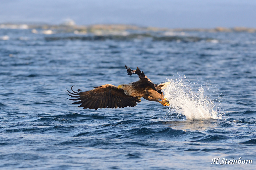 Seeadler 017