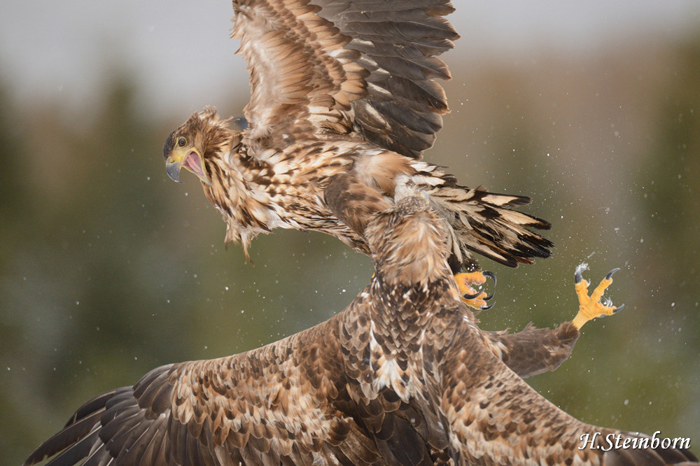 Seeadler 019
