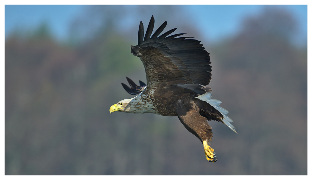 Seeadler 02