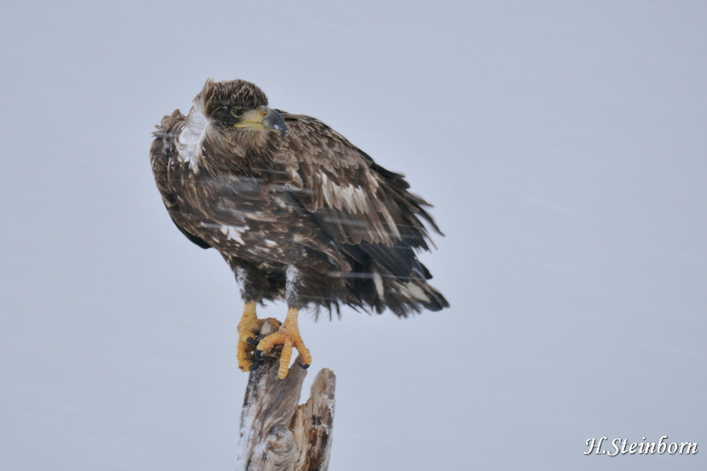 Seeadler 021