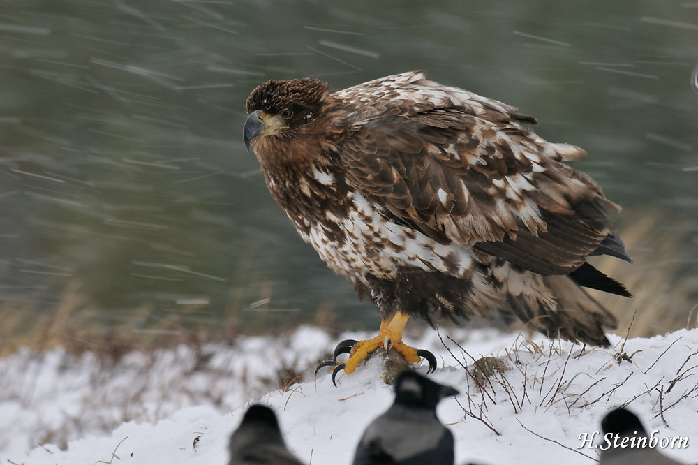 Seeadler 022