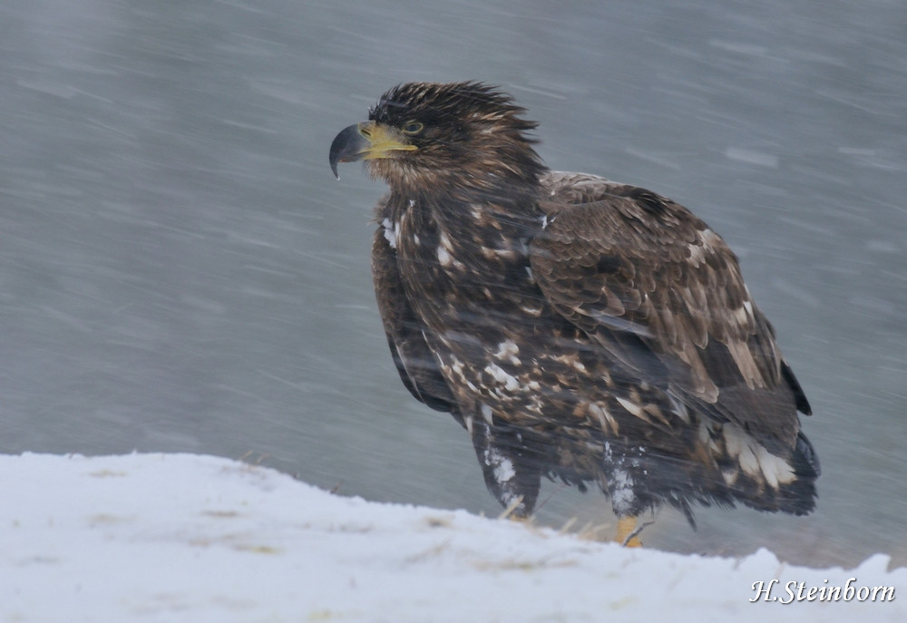 Seeadler 023