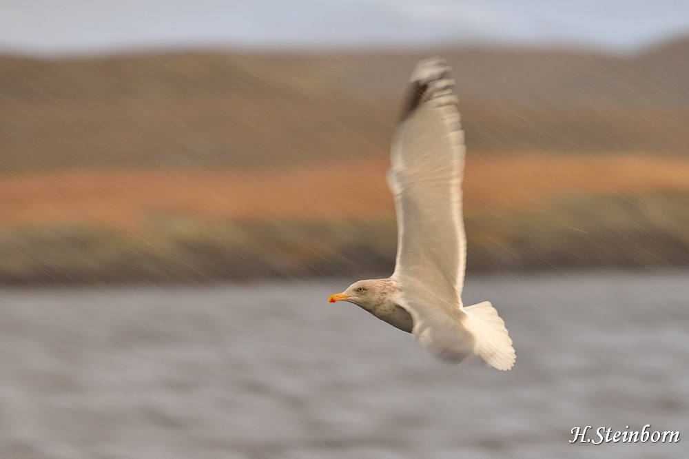 Seeadler 024