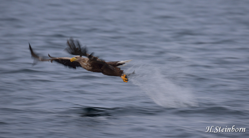 Seeadler 025