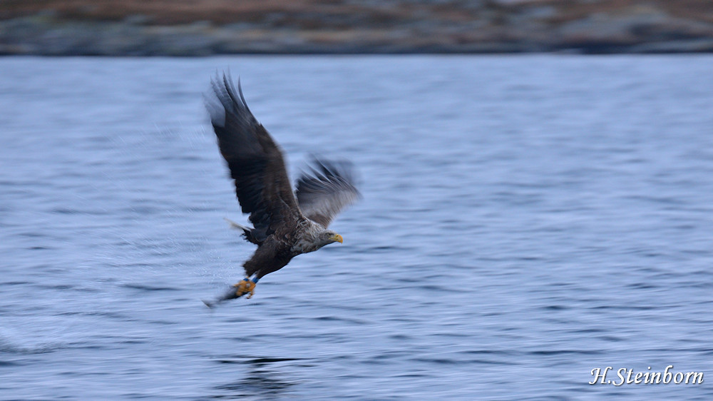 Seeadler 026