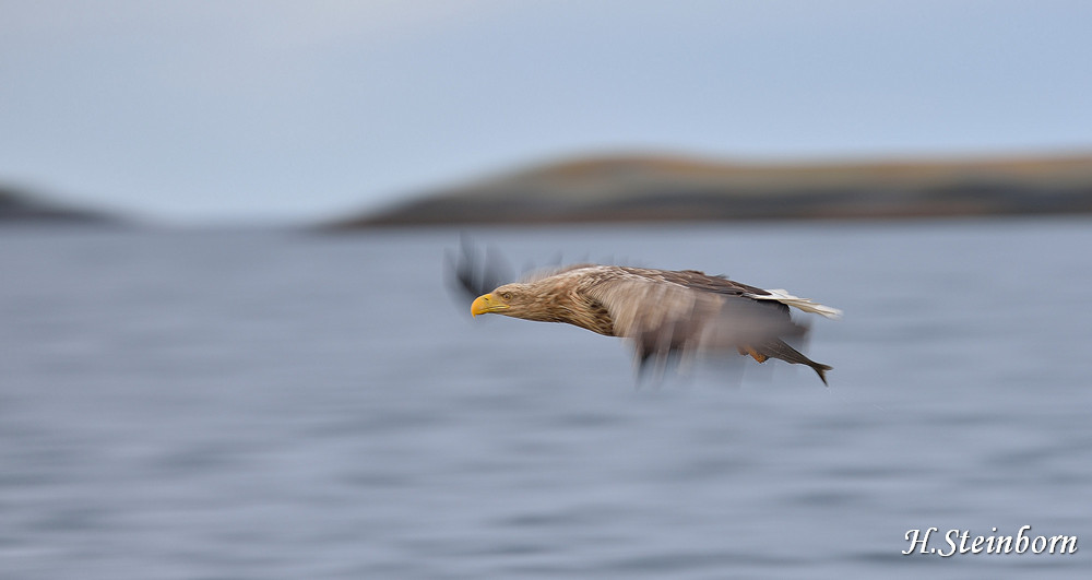 Seeadler 027