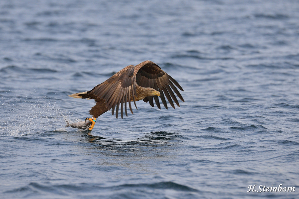 Seeadler 028