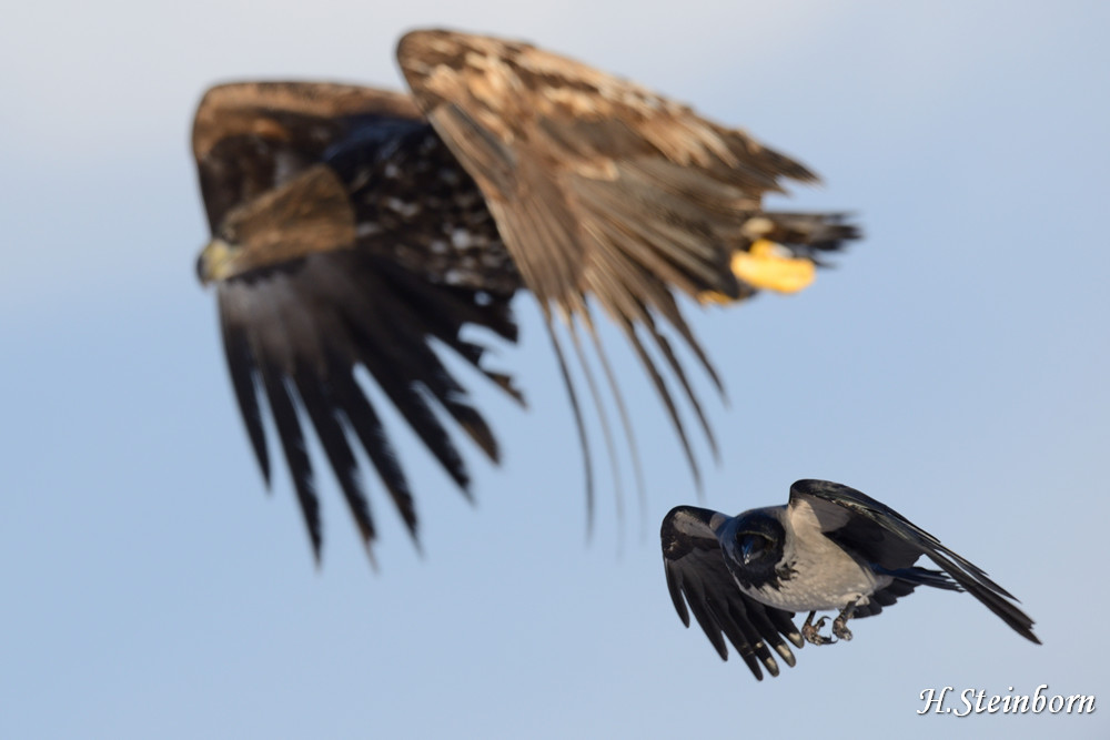 Seeadler 029