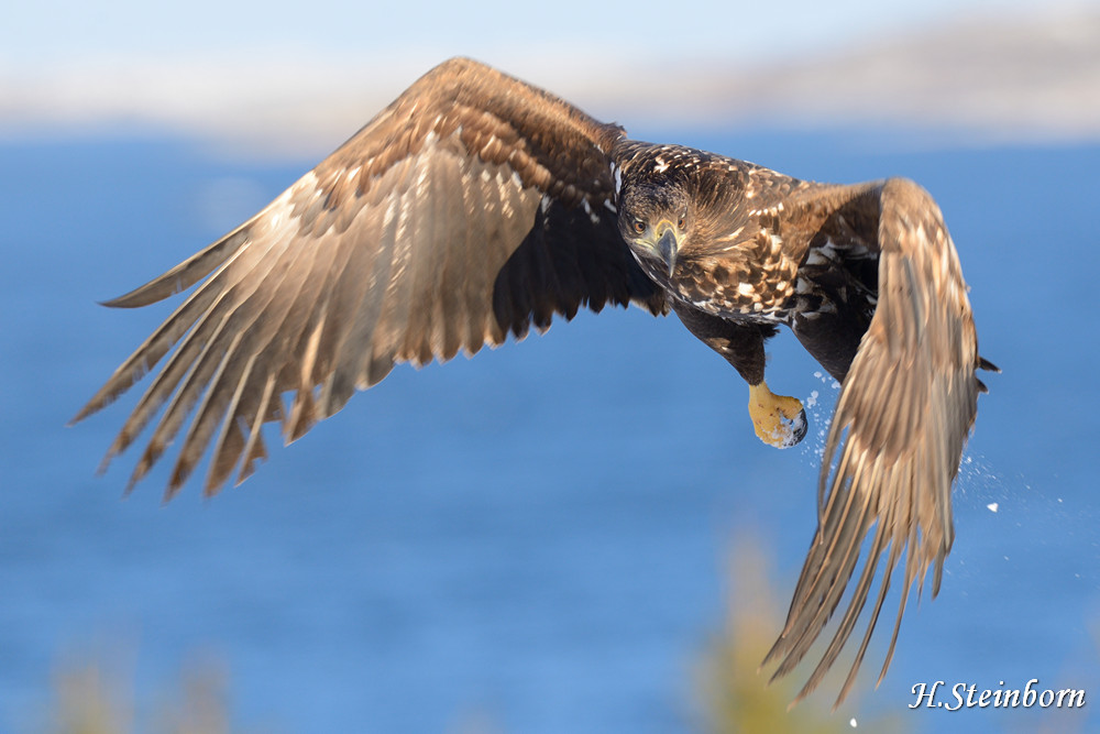 Seeadler 030