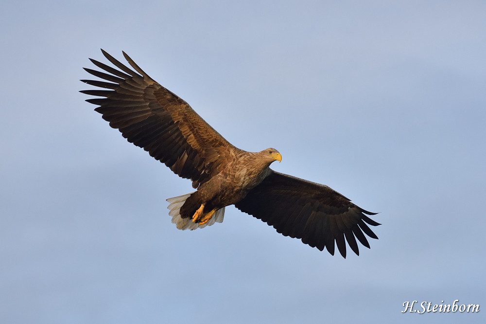 Seeadler 033