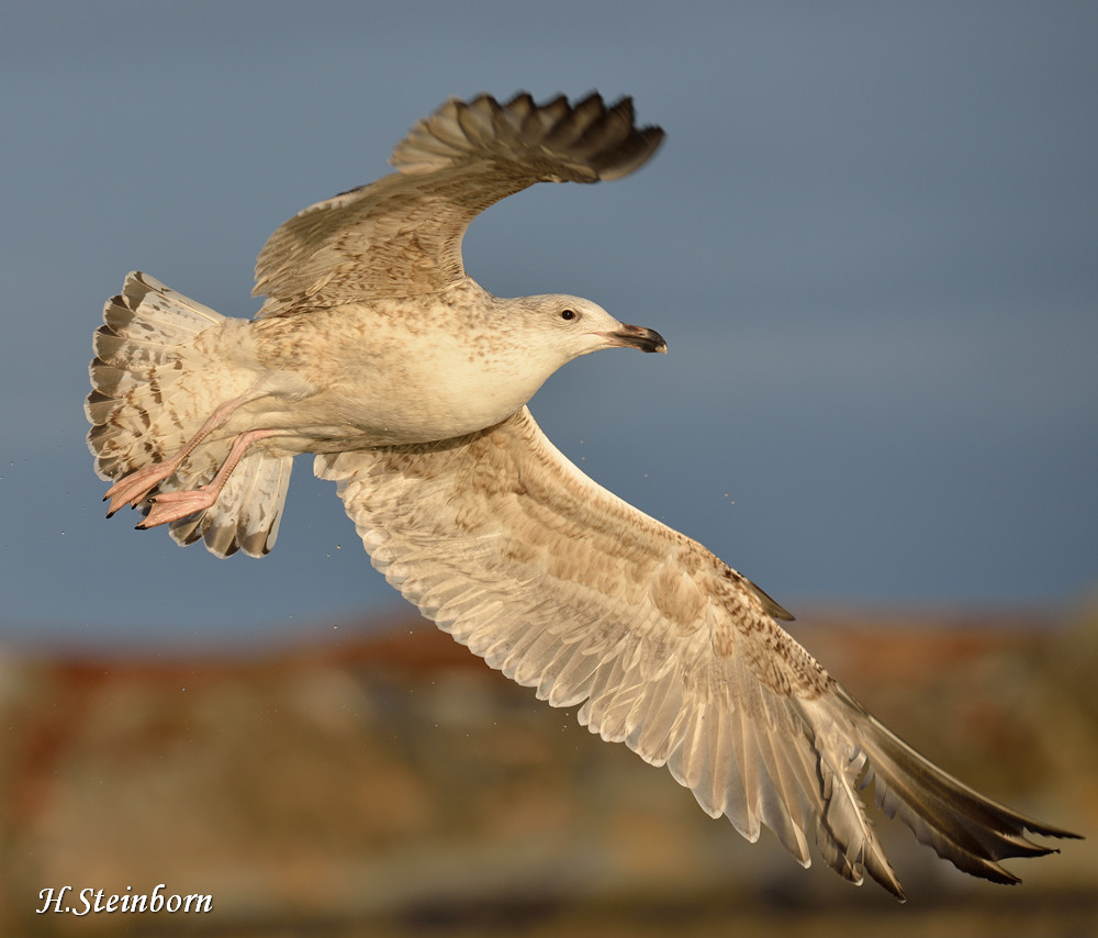 Seeadler 035