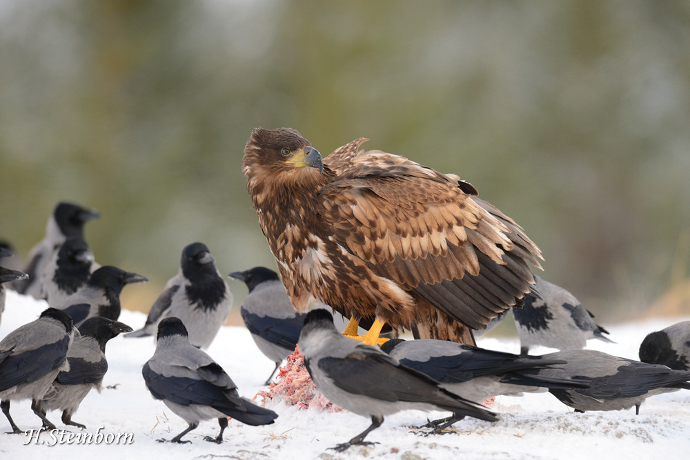 Seeadler 036