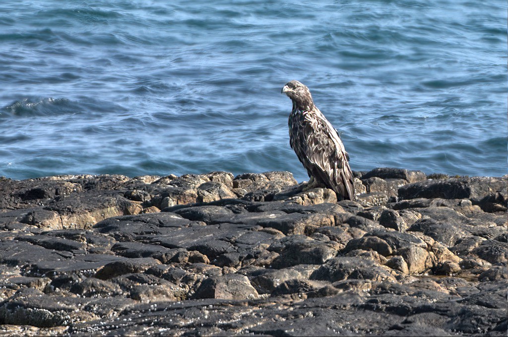 Seeadler-1.jpg