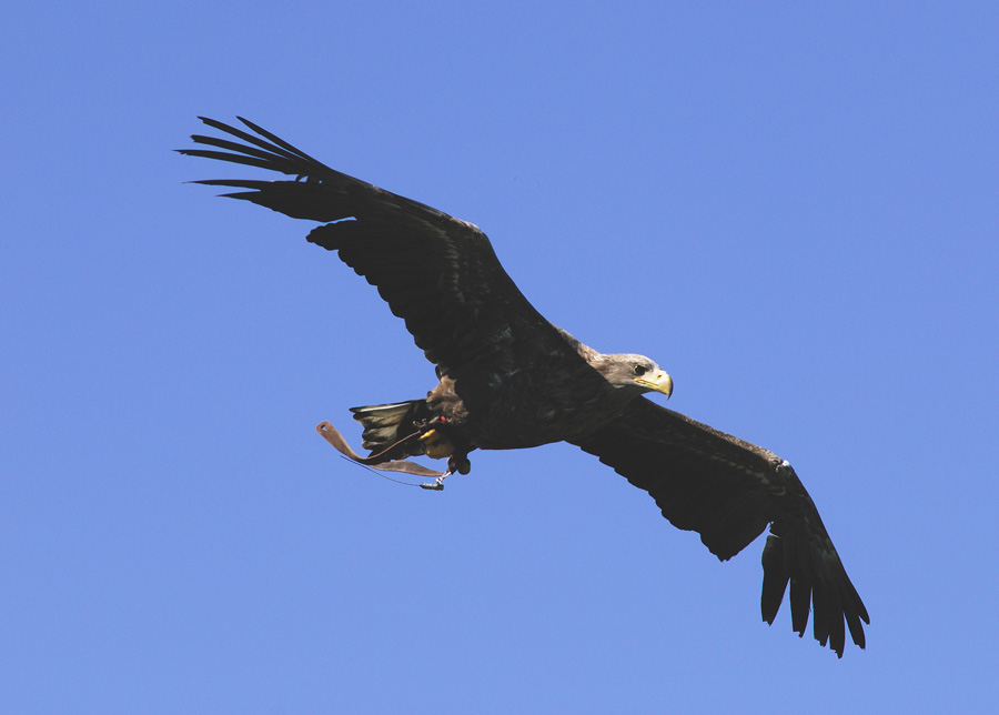 Seeadler 1