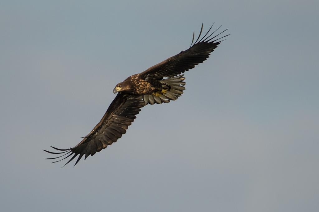 Seeadler (10 von 10)