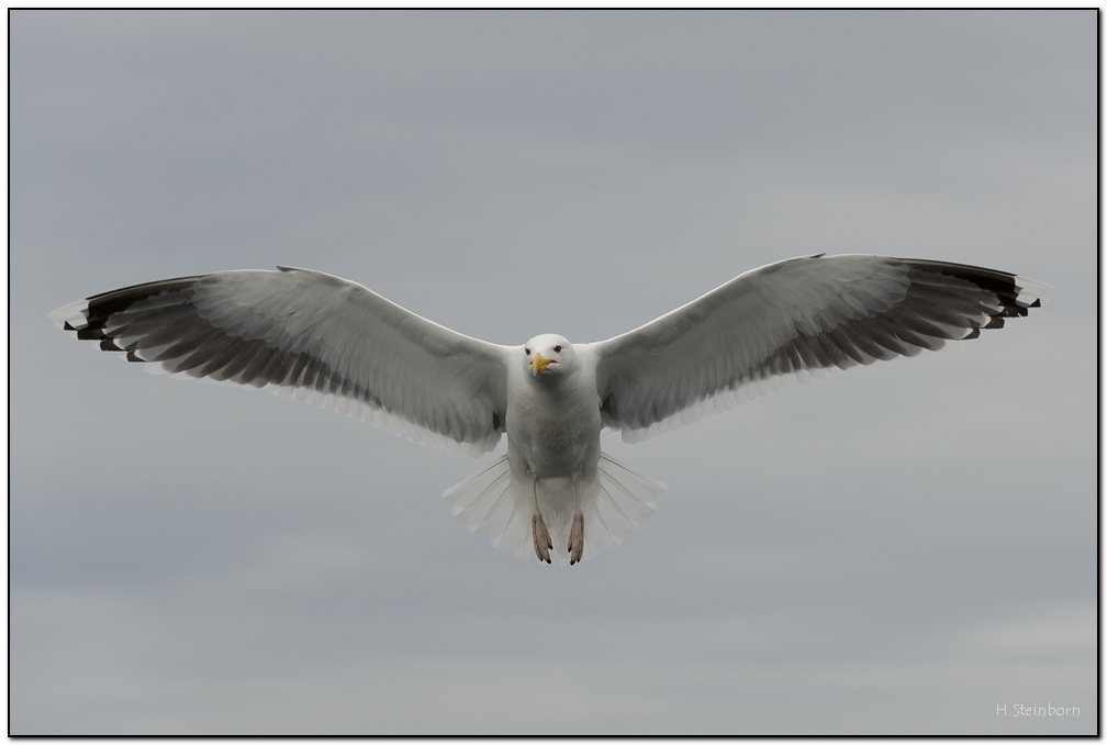 Seeadler 146