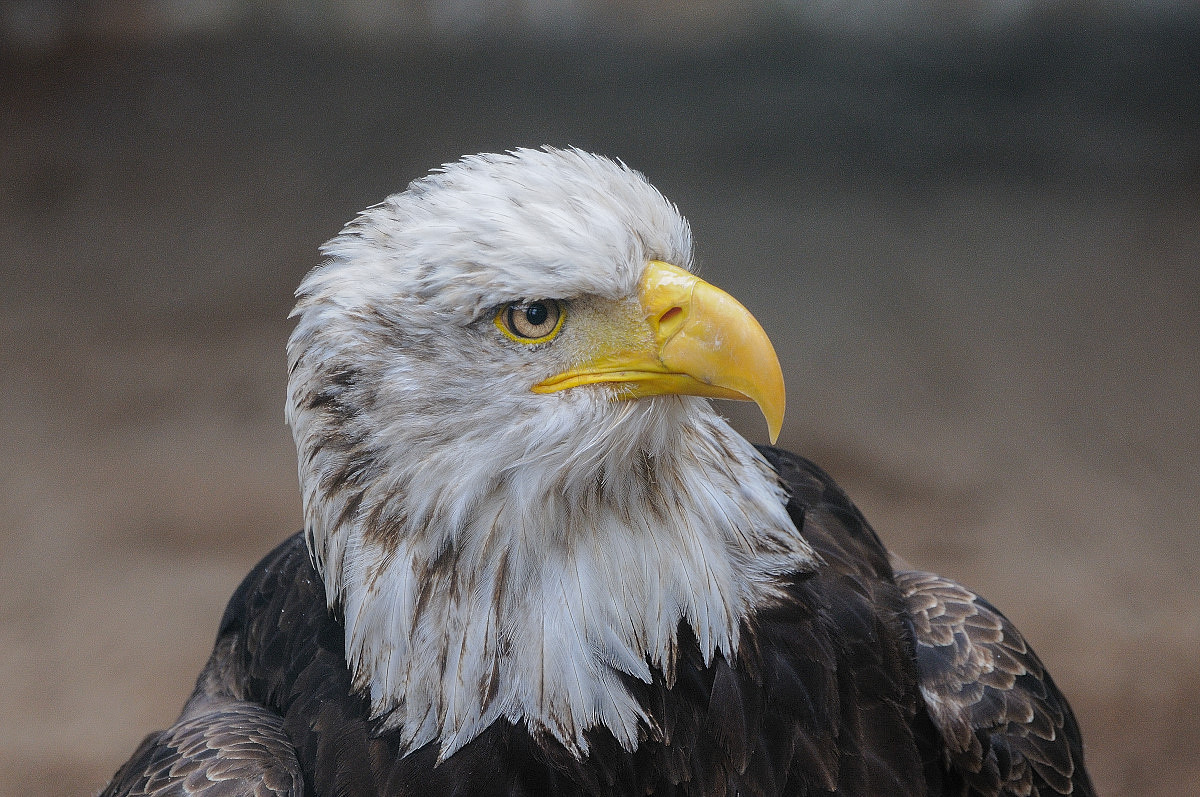 Seeadler 2 01x