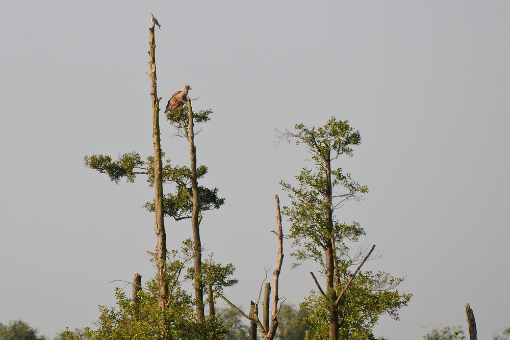Seeadler 2013.08.22