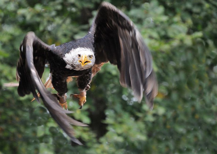 Seeadler 2x