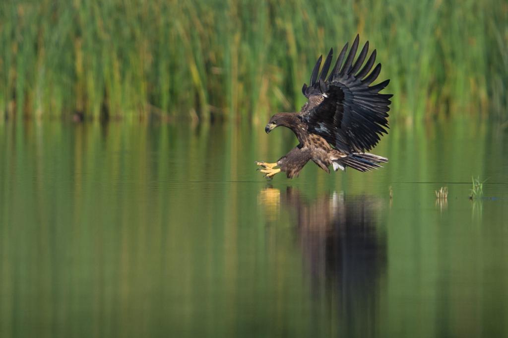 Seeadler (3 von 10)
