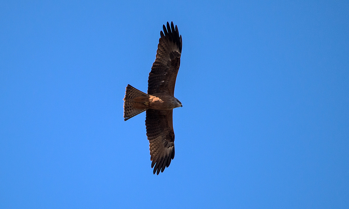 Seeadler 3