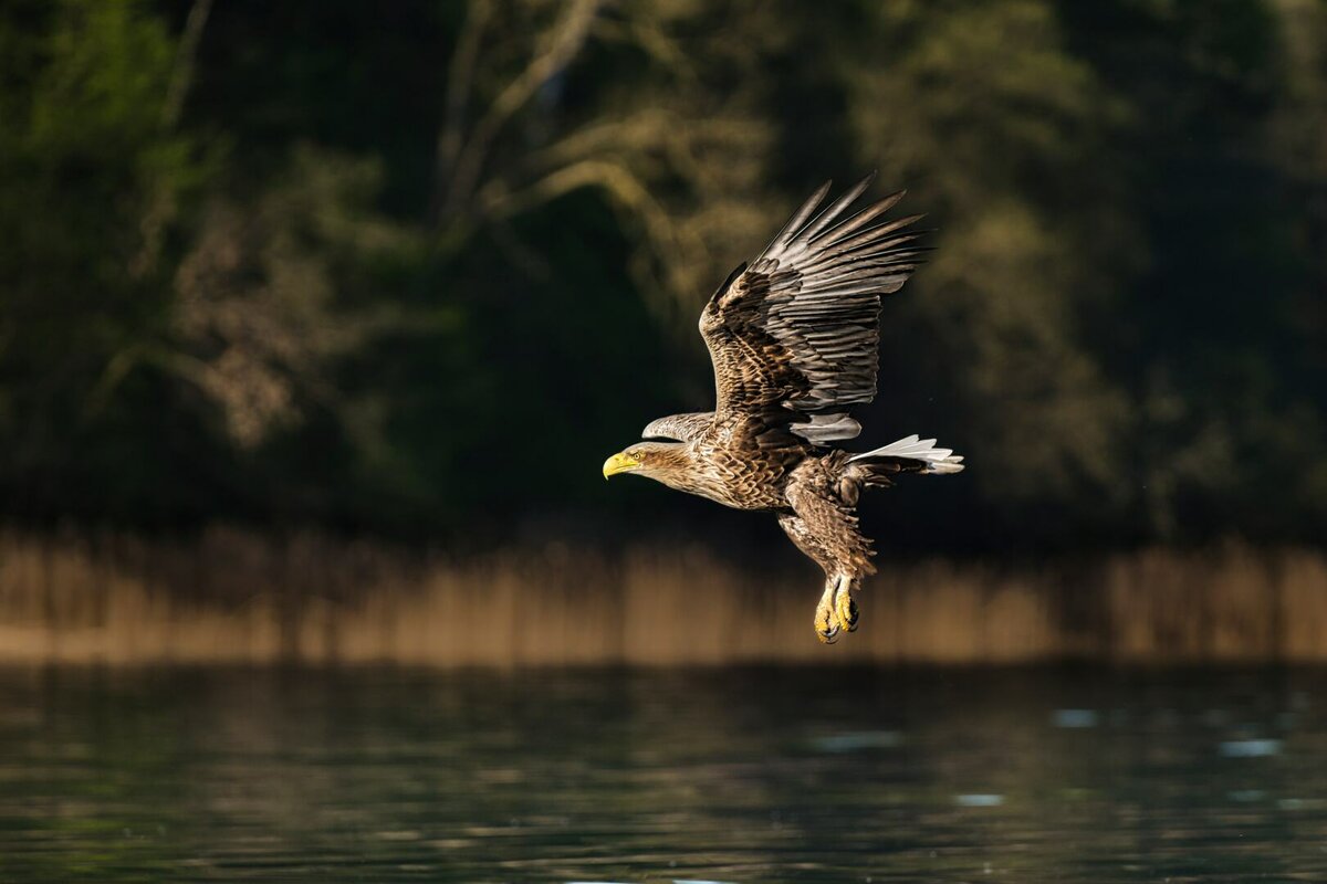 Seeadler 3