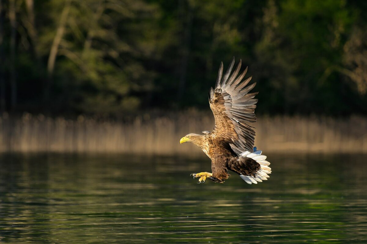 Seeadler 4