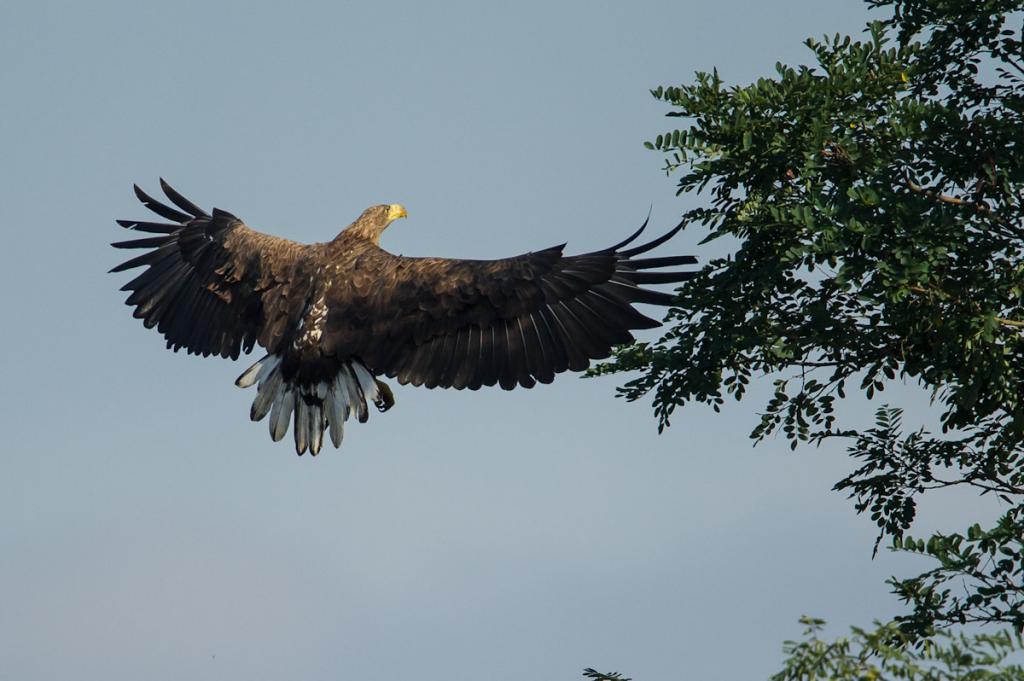 Seeadler (6 von 10)