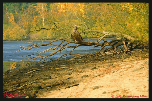 Seeadler (600 x 399)
