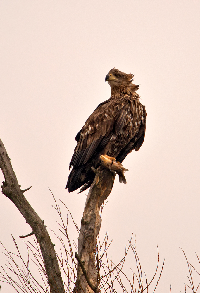 Seeadler an der Oder