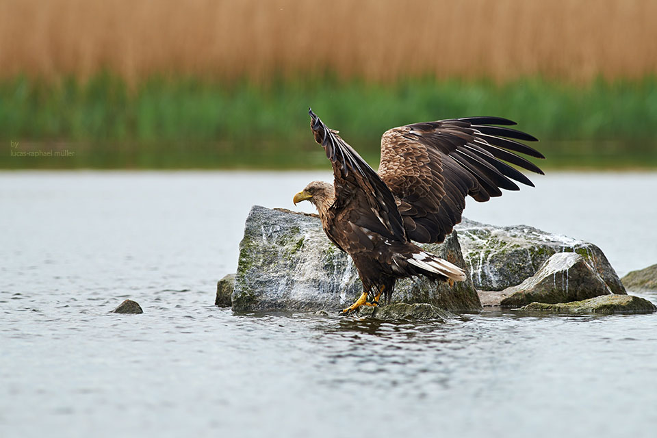 Seeadler (Fr)