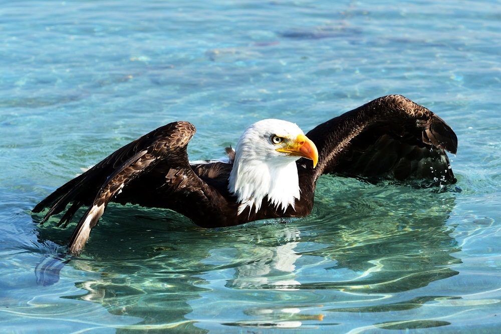 Seeadler - Greifvogelschau Riegersburg