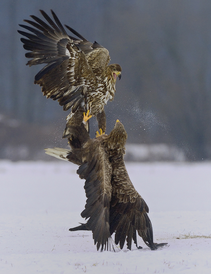 Seeadler klären die Rangordnung.