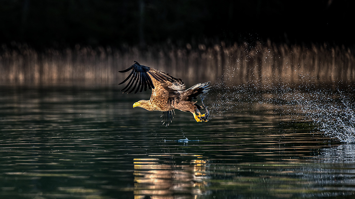 Seeadler mit Beute (kleiner Aal)