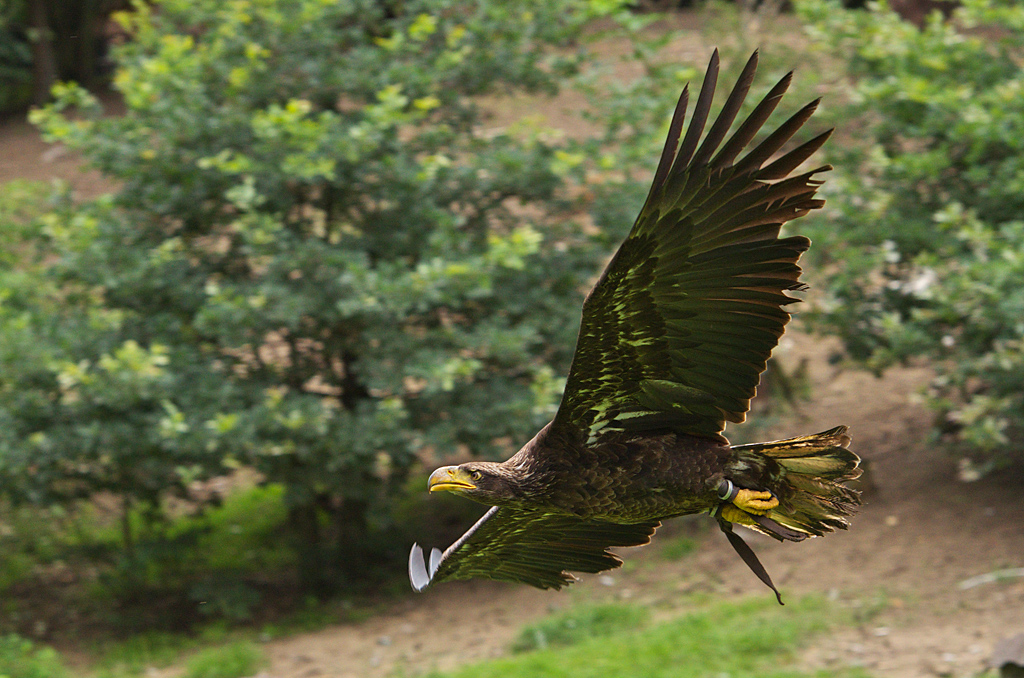 Seeadler