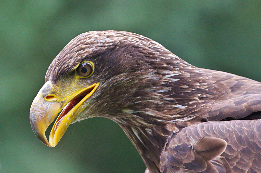 Seeadler