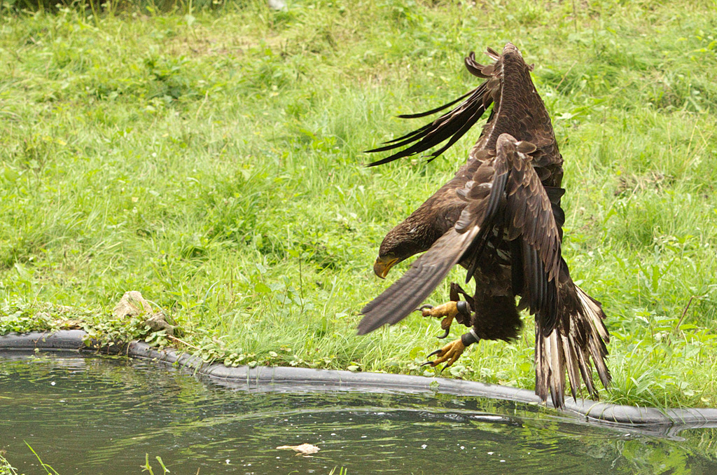 Seeadler