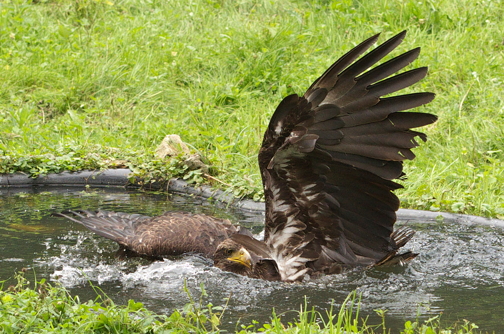 Seeadler