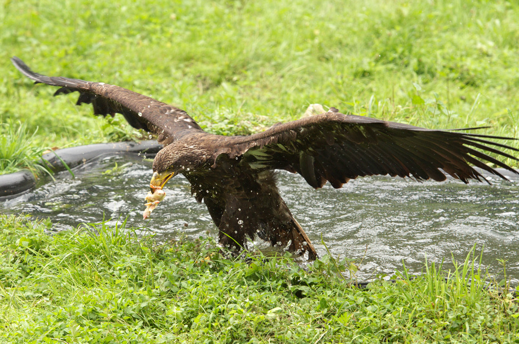Seeadler