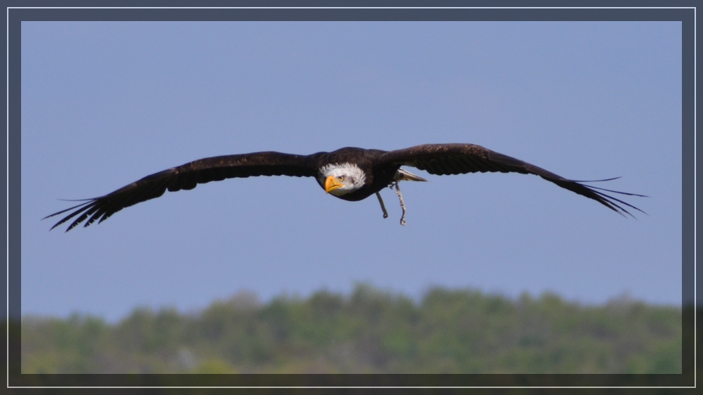 Seeadler