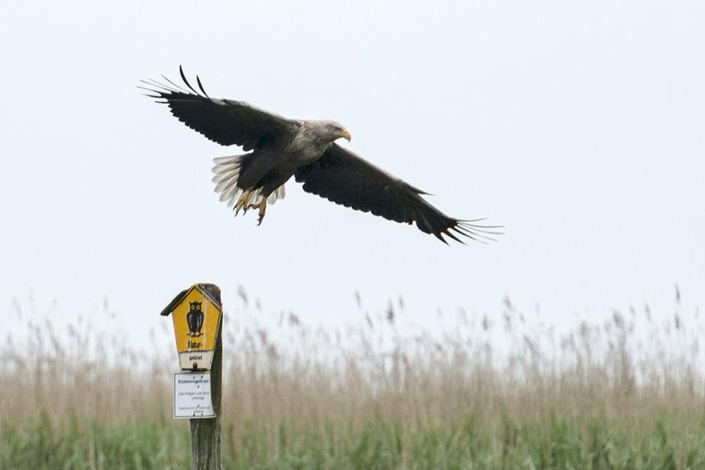 Seeadler