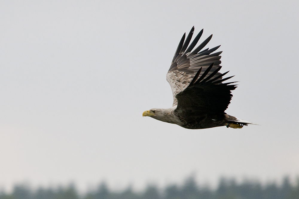 Seeadler