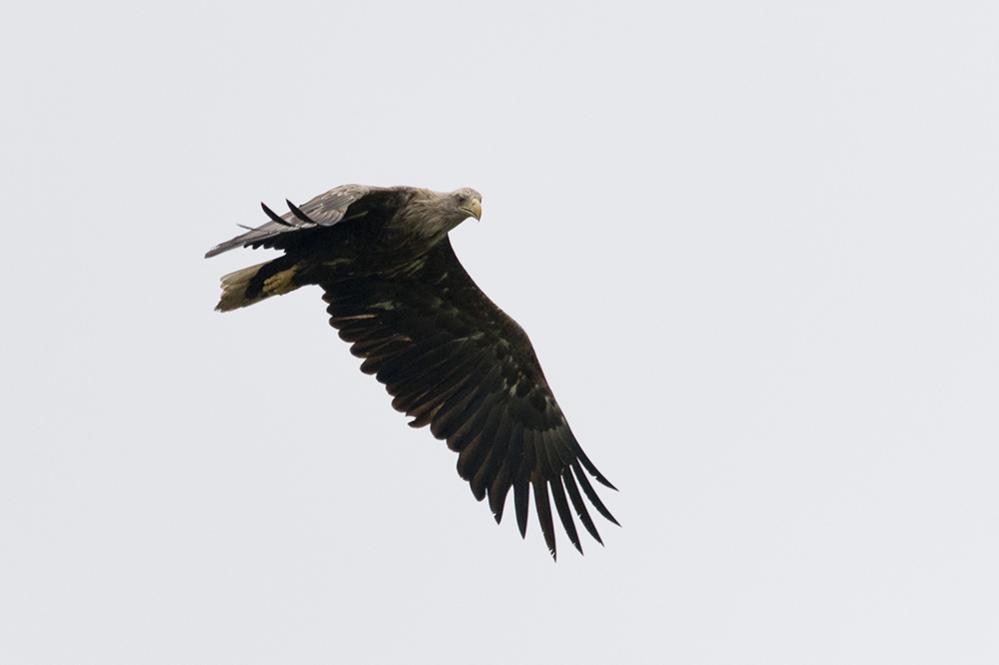 Seeadler