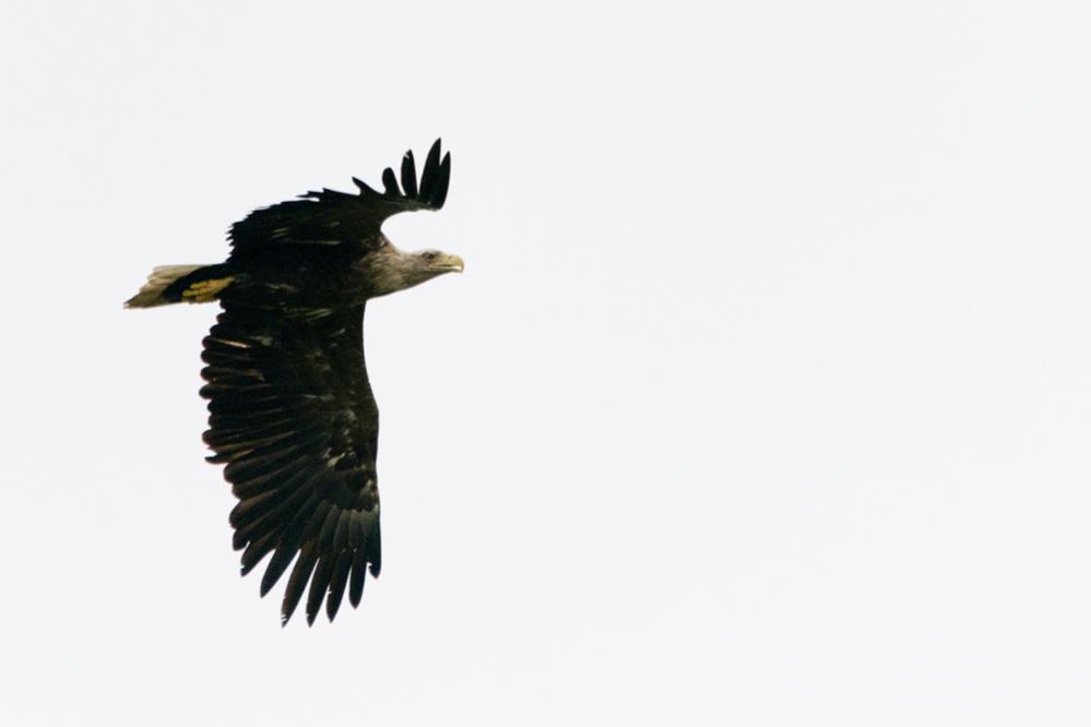 Seeadler