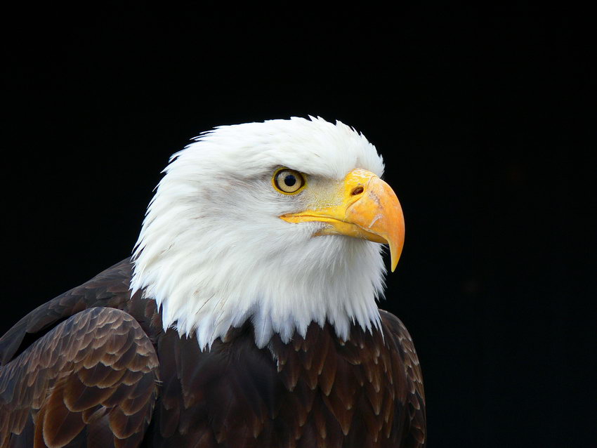 Seeadler